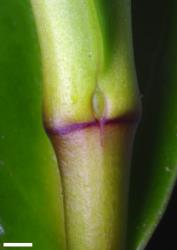Veronica adamsii. Leaf bud with small sinus. Scale = 1 mm.
 Image: P.J. Garnock-Jones © P.J. Garnock-Jones CC-BY-NC 3.0 NZ